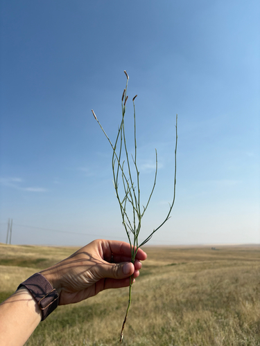 rush skeletonplant