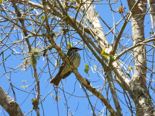 Streaked Flycatcher