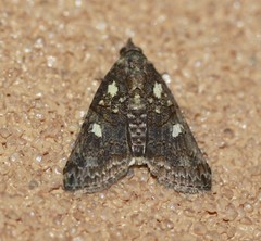 Lophoptera hemithyris