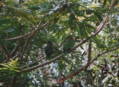 Amazona leucocephala