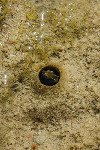 Antennablennius hypenetes observed 2026-09-10