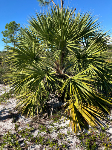 Cabbage palmetto (Sabal palmetto)