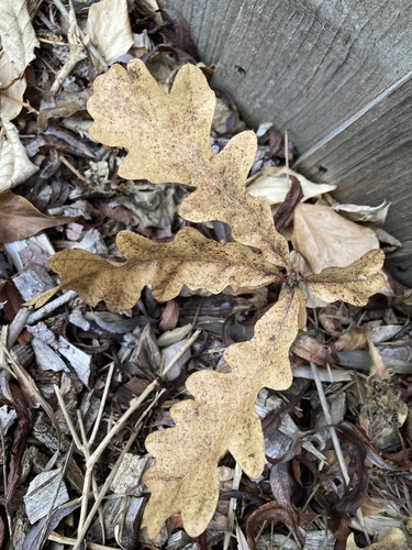 English oak