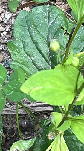 Indian tobacco