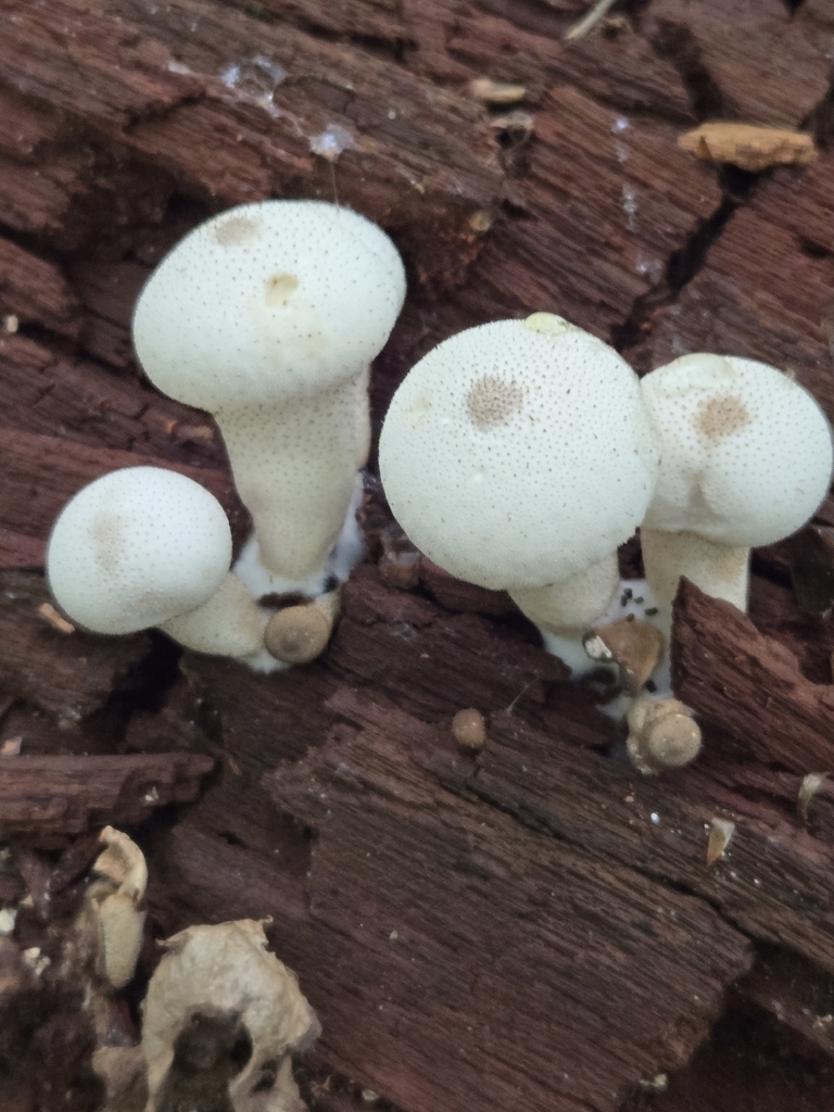 common puffball · September 2026 · photo: Photo: no rights reserved · iNaturalist