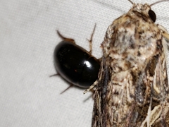 Tropisternus collaris viridis