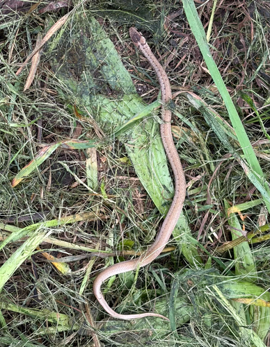 DeKay's Brownsnake