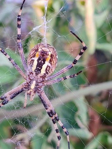 Wasp Spider