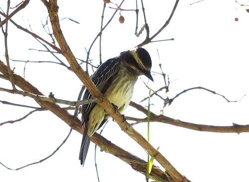 Variegated Flycatcher