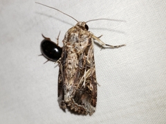 Tropisternus collaris viridis