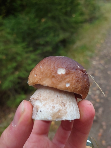 King Bolete