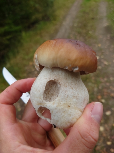 King Bolete