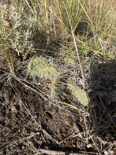 Plains Pricklypear