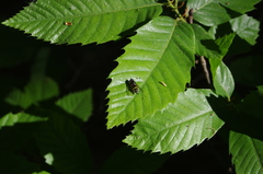 Dasysyrphus tricinctus