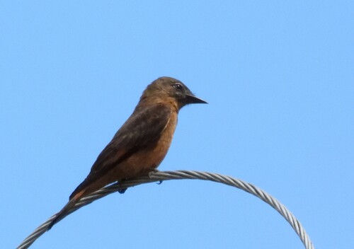 Cliff Flycatcher