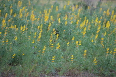 Lupinus luteus