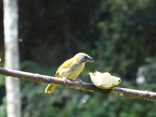 Buff-throated Saltator