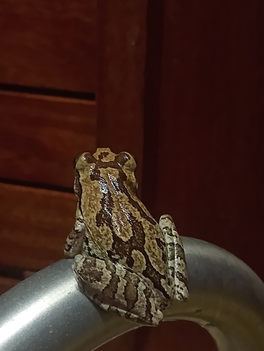 Mexican Treefrog (Smilisca baudinii)
