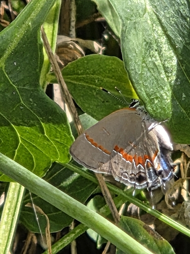 Red-banded Hairstreak