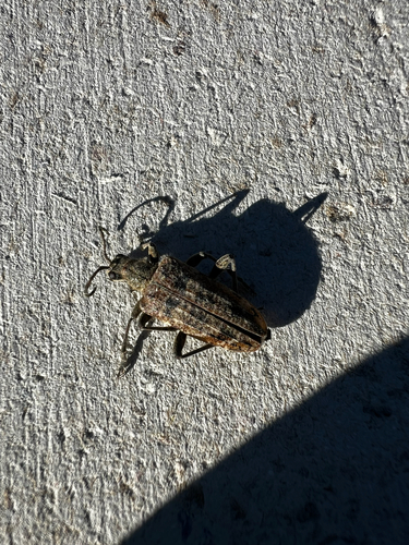Ribbed Pine Borer