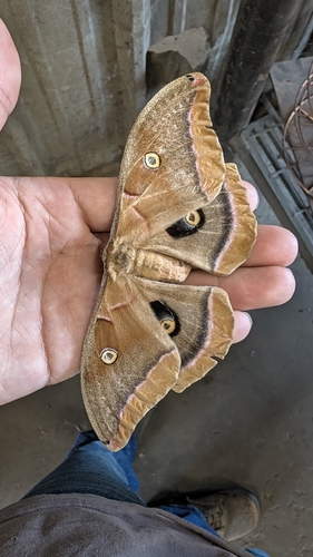 Polyphemus Moth