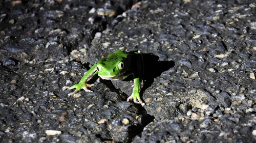 Brazilian Common Walking Leaf Frog