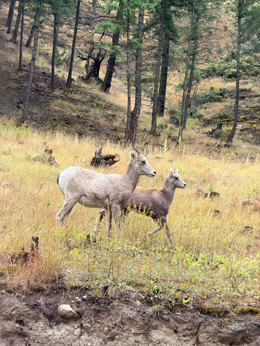Bighorn Sheep