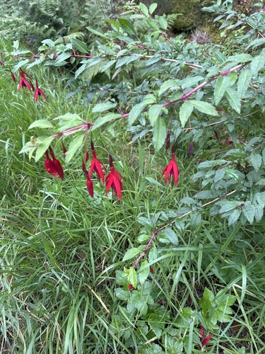 Hardy Fuchsia