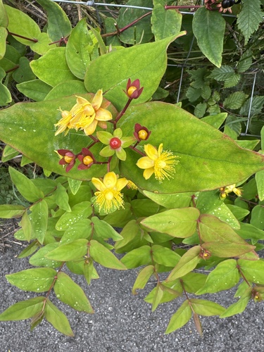 Tutsan