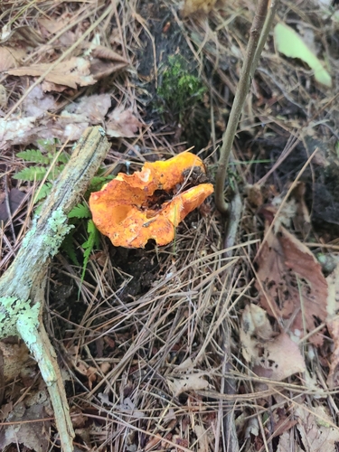 lobster mushroom