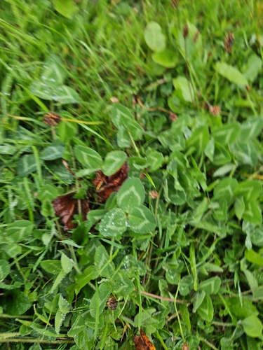 Red Clover