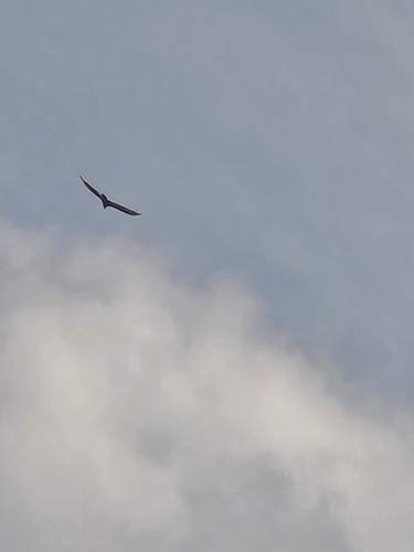 Antillean Turkey Vulture