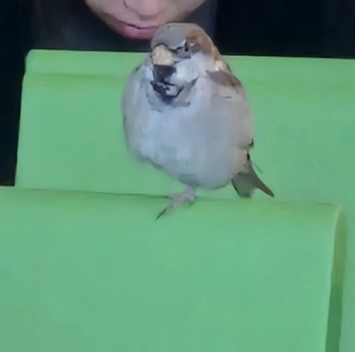 House Sparrow