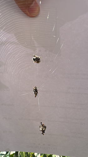 Common Garbage-Line Web Spider