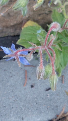 Borage