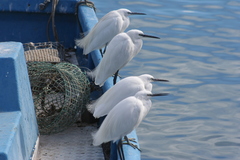 Egretta garzetta