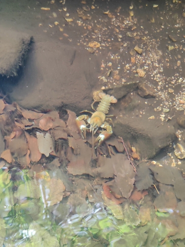 Signal Crayfish