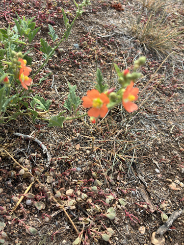 Fendler's Globemallow