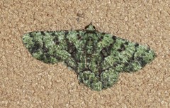 Aeolochroma hypochromaria
