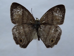 Cissia pseudoconfusa