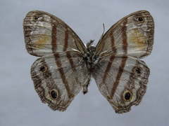 Cissia pseudoconfusa