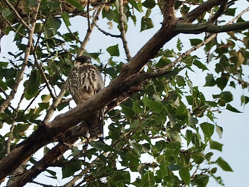 Eurasian Hobby