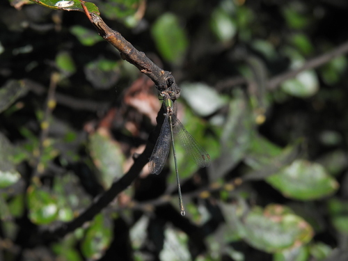 Western Willow Spreadwing