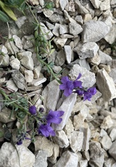 (c) Kerstin Reifenrath, some rights reserved (CC BY) Linaria alpina, photograph (c) Kerstin Reifenrath, some rights reserved (CC BY)