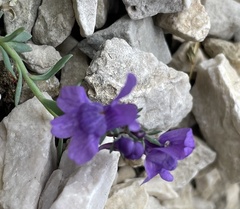 (c) Kerstin Reifenrath, some rights reserved (CC BY) Linaria alpina, photograph (c) Kerstin Reifenrath, some rights reserved (CC BY)