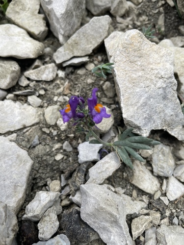 Linaria alpina, photograph 4
