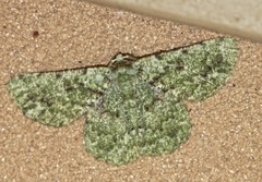 Aeolochroma viridicata