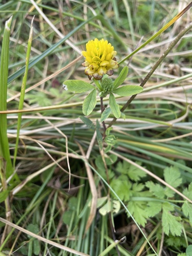 Trifolium badium, photograph 1