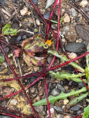 Goldenrod Soldier Beetle