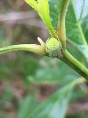 Araneus uniformis